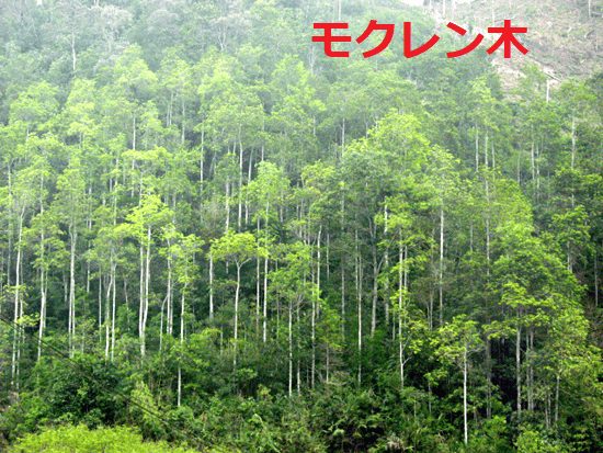 Mỡ wood plantation area in Vietnam